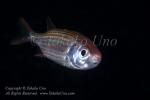 Squirrelfish 01tc 4502