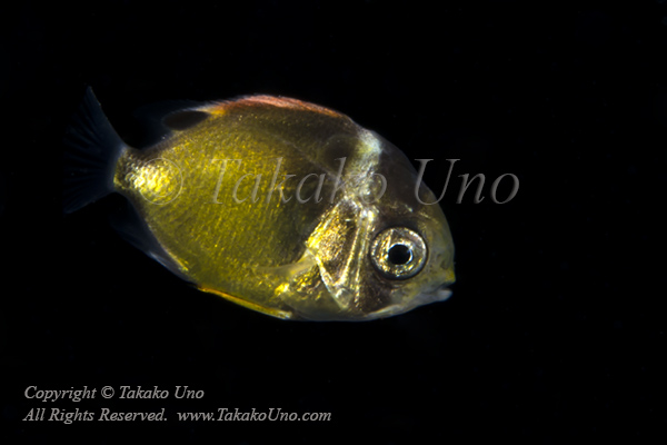 Butterflyfish 03tc2 8668