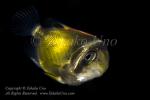 Butterflyfish 04tc2 8669