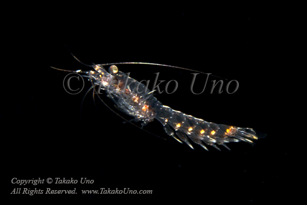 Shrimp 01tc2 Krill 8647