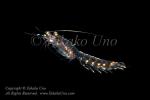 Shrimp 01tc2 Krill 8647