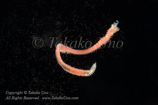 Worm 05tc2 releasing eggs 8659