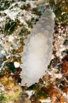 04tc Gymnodoris tuberculosa 5988 Palau2014