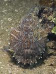 Psychedelic Frogfish 2688