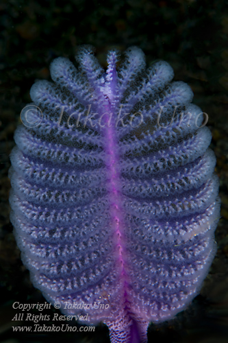 Coral 01tc Sea Pen 2683