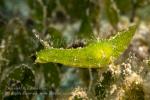 Sea Hare 01tc Petalifera ramosa 6405 Cebu2016