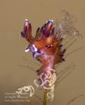 Dendronotus w eggs & Skeleton Shrimp 9767 Lembeh2015
