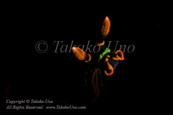 Nembrotha kubaryana 2158 Cebu2015