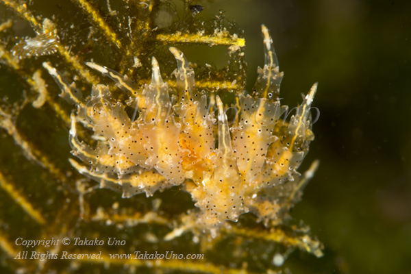 Eubranchus virginalis 6098 Ambon2015