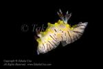 Nudi 04tc2 Halgerda elegans 326 Lembeh2015