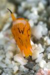 Nudi 05tc Siphopteron tigrinum 3549 Cebu2015