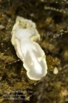 06tc Glossodoris pallida 6194 Ambon2015