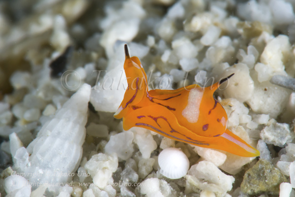 Nudi 06tc Siphopteron tigrinum 3552 Cebu2015