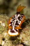 Hypselodoris purpureomaculosa 1854 Anilao2016