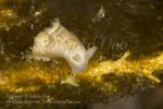 Gymnodoris plebeia or alba or sp 0754 Alor2016