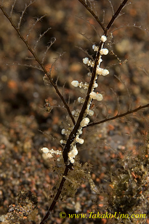 Eubranchus sp 15tc 0070 bl Undetermined species (Nudis of the World - Debelius & Kuiter p.346)