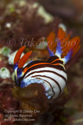 Nembrotha purpureolineata 0820 Alor2016