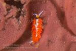 Favorinus tsuruganus feeds on Spanish Dancer eggs 3204 Anilao2016