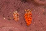 Favorinus cf mirabilis feeding on Spanish Dancer eggs 3205 Anilao2016