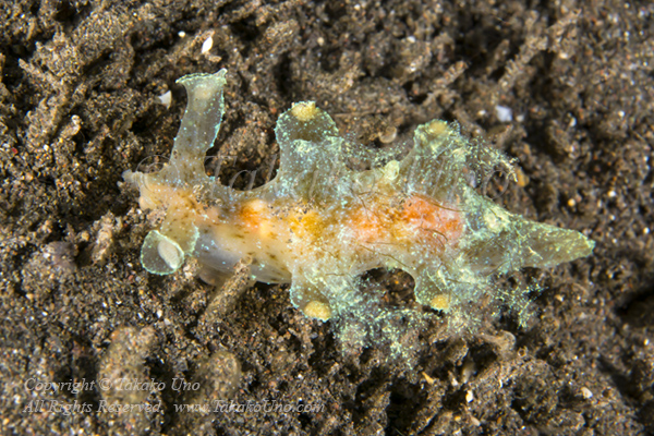 Notobryon sp 1272 Komodo2019