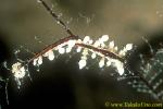 Eubranchus sp & eggs 01 bl 15mm Undetermined species (Nudis of the World - Debelius & Kuiter p.346)