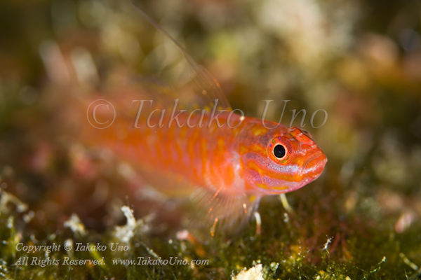 🌟 Goby 3864 Trimma, Cocos pygmy