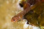 Goby 3880 Cocos pygmy