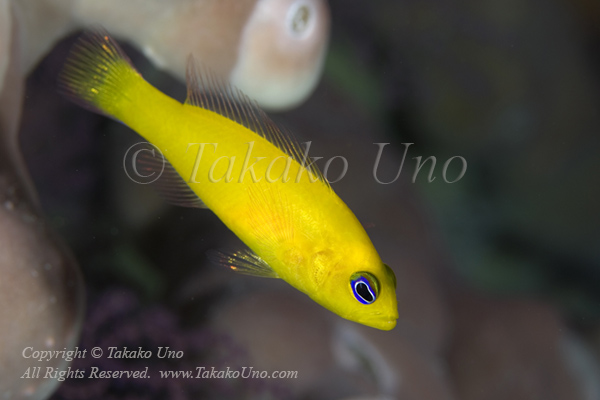 Dottyback 0163 Yellow pictichromis