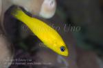 Dottyback 0163 Yellow pictichromis