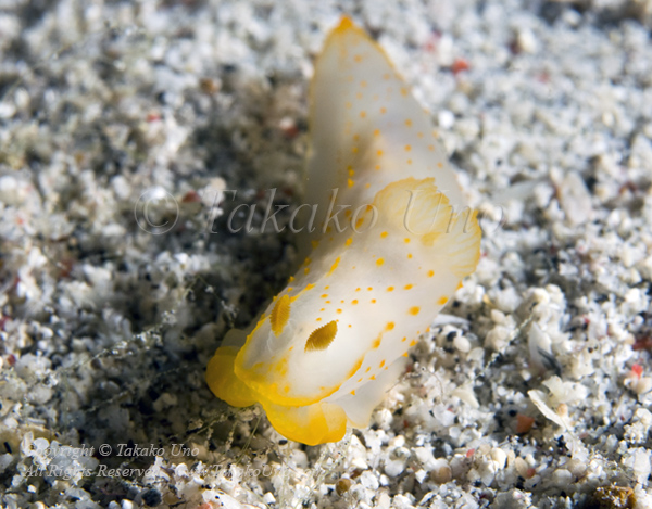 Gymnodoris 5183 Komodo2010