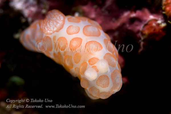 Gymnodoris sp 4853 Komodo2010