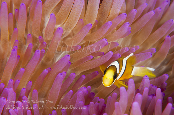 Clark’s Anemonefish 9159 Komodo2010