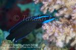 Dottyback 4481 Springer’s RS2010