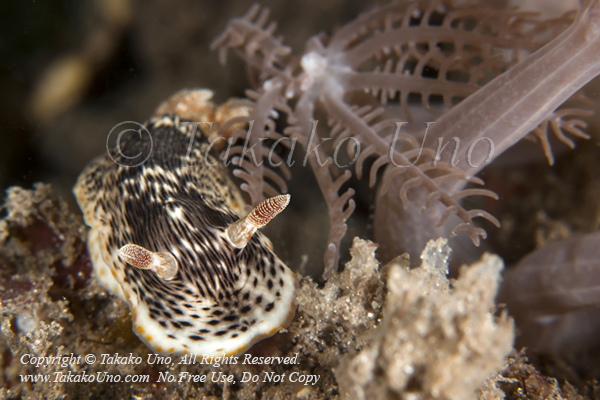 Chromodoris striatella 3508 Semporna2009