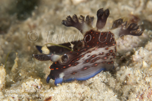 Nembrotha or Tambja 4390 Semporna2009