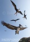 Bird 07tc Pelican & Frigate 1470