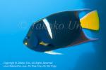 Angelfish 07tc King, Holacanthus passer 1577