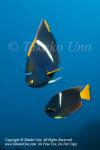 Angelfish 08tc King, Holacanthus passer 1578