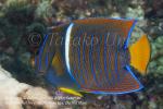 Angelfish 11tc King, Holacanthus passer subadult 1889