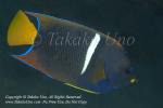 Angelfish 13tc King, Holacanthus passer subadult 1994