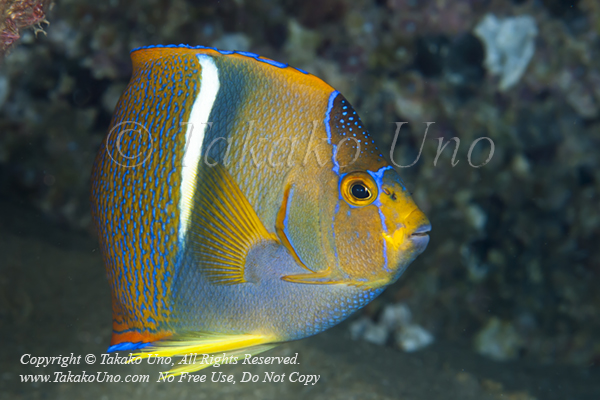 Angelfish 14tc King, Holacanthus passer 2125