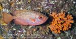 Bigeye 01tc Glasseye Snapper, Heteropriacanthus cruentatus 1567