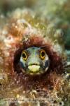 Blenny 01tc1 Mexican Barnacle, Acanthemblemaria macrospilus 2039