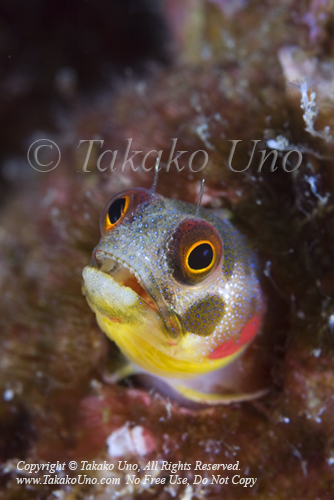 Blenny 02tc1 Mexican Barnacle, Acanthemblemaria macrospilus 2134