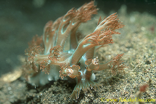 Marionia pustulosa or sp 01 45mm ls