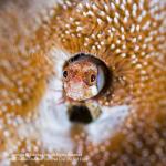 Blenny 03tc2 Brown Cheek, Acanthemblemaria crockeri 1913