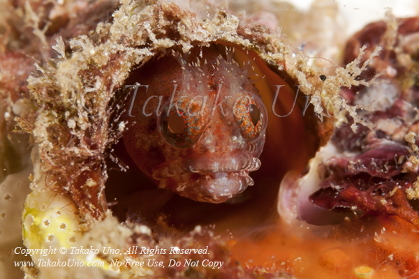 Blenny 07tc Warhead Tube, Protemblemaria bicirrus 1891