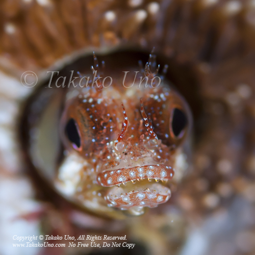 Blenny 09tc2 Brown Cheek, Acanthemblemaria crockeri mof 1912