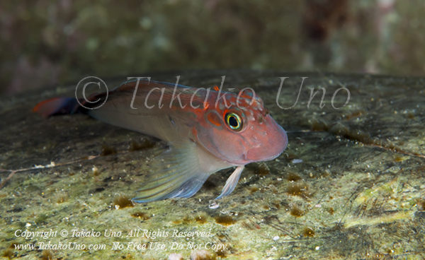 Blenny 11tc Panamic Fanged, Ophioblennius steindachneri 1976