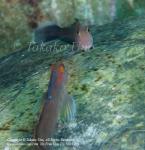 Blenny 13tc2 Panamic Fanged face off mof 1986